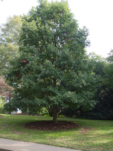 White oak tree in landscape
